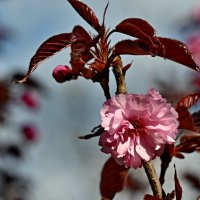 Вишня мелкопильчатая... :: Николай Саржанов