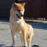 Рэй :: Татьяна Лютаева