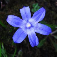 Хионодокса зацветает :: Людмила Смородинская