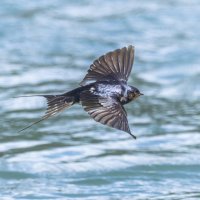 ласточка деревенская :: юрий макаров