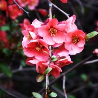 Японская  айва :: Валентин Семчишин