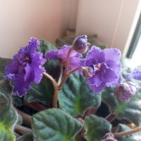 Мои Фиалки :: Елена Семигина