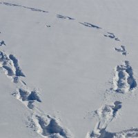 Следы на снегу :: Александр Синдерёв