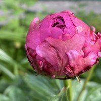 Бутон пиона. :: Татьяна 