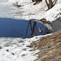 Весна и лужи :: ZNatasha -