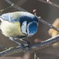 Лазоревка. :: Владимир Безбородов