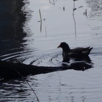 Камышница :: Рита Симонова