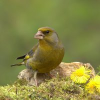 ... :: Вячеслав Минаев