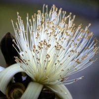 Ложнобомбакс эллиптический. :: Alexander Amromin