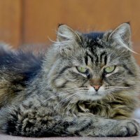 ...Твои зелёные глаза... :: Олег Кабанец