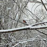 Снегирь :: Anna Ivanova