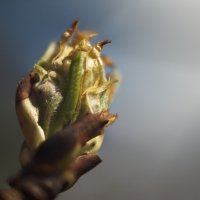 Волосатик :: Валерий VRN