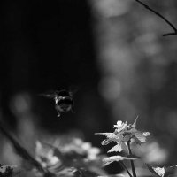 Улетел))) :: Алефтина 