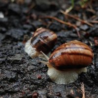 Улитки :: Алефтина 