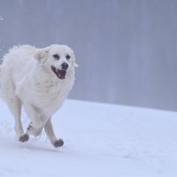 Счастливая Алита :: Светлана Ивановна