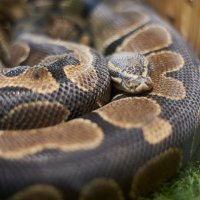 Королевский Питон :: Александр Леонов