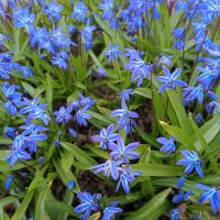 Голубые пролески :: Мария Васильева