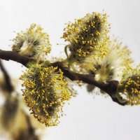 Весеннее настроение. :: Лилия *