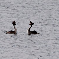 Весенний "танец" чомг. :: Александр Герасенков