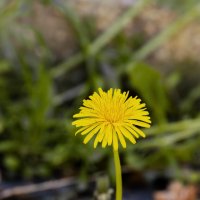 Родная земля никогда не предаст... :: Валерий Басыров