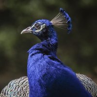 **** :: Андроник Александр 