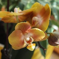 Орхидея Лас-Вегас :: Irene Irene