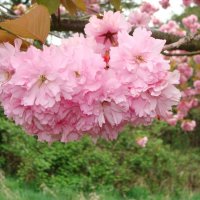 Цветение сакуры :: Viktor Odysey