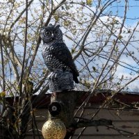 Птица филин – уф — уф и крючочком клюв, клюв. Ушки на макушке, берегись зверушки! :: Люба 