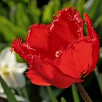 тюльпан :: Игорь Kуленко