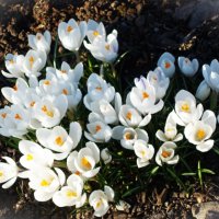 Белые крокусы-подарок весны.. :: Aida10 