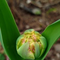 А вот и первый! :: светлана льдокова