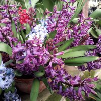 Гиацинты :: Лидия Бусурина