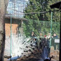 Соперники. :: Ольга 