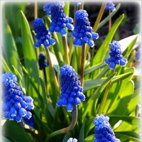 Мускари :: Наталья ***