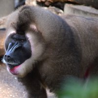 зоопарк Барселоны :: Таня Фиалка