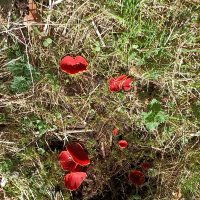 Первые грибочки :: Veera V