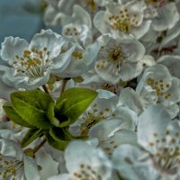 Весна пришла--весне дорогу.. :: Георгий Никонов