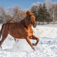 Рыжий :: SanSan 