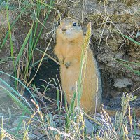 Я стою на страже :: Владимир Кириченко