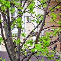 Прилетели свиристели :: Валерий Иванович