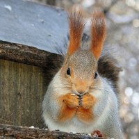 Ждет нас :: Галина Нестратова