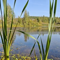 Озеро :: Александр 