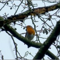Зарянка :: Сеня Белгородский