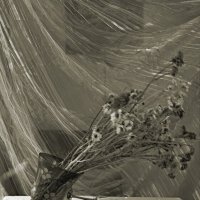 Весенний ветер :: Виктор 