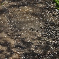 Лепестки :: Юрий Гайворонскiий