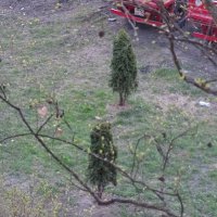 Еще маленькие :: Anna-Sabina Anna-Sabina