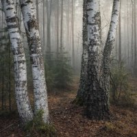 Весенний лес :: Денис Бочкарёв