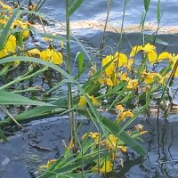 краски лета :: Елена Шаламова