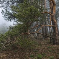 Рядит туман убранство леса :: Денис Бочкарёв