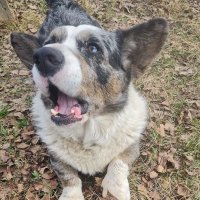 Чак :: Ольга Довженко